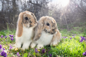 Lop Rabbits in nature